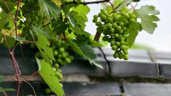 2025W22：保持好奇，评估而不评价